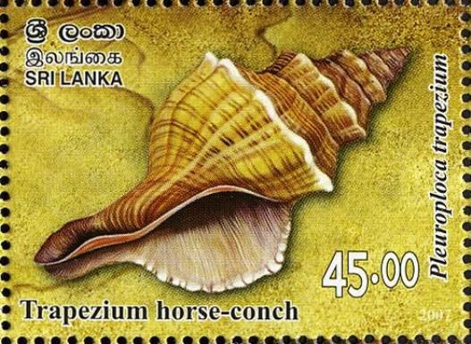 Trapezium Horse Conch (Pleuroploca trapezium)