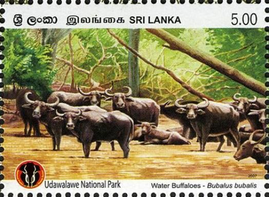 Water Buffalo (Bubalus bubalis) 