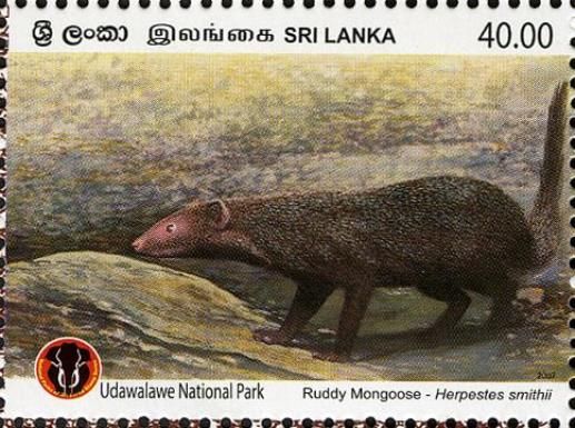 Ruddy Mongoose (Herpestes smithii)