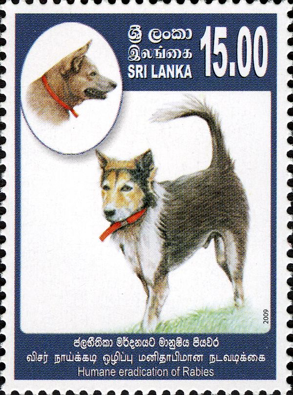Dogs (Canis lupus familiaris)