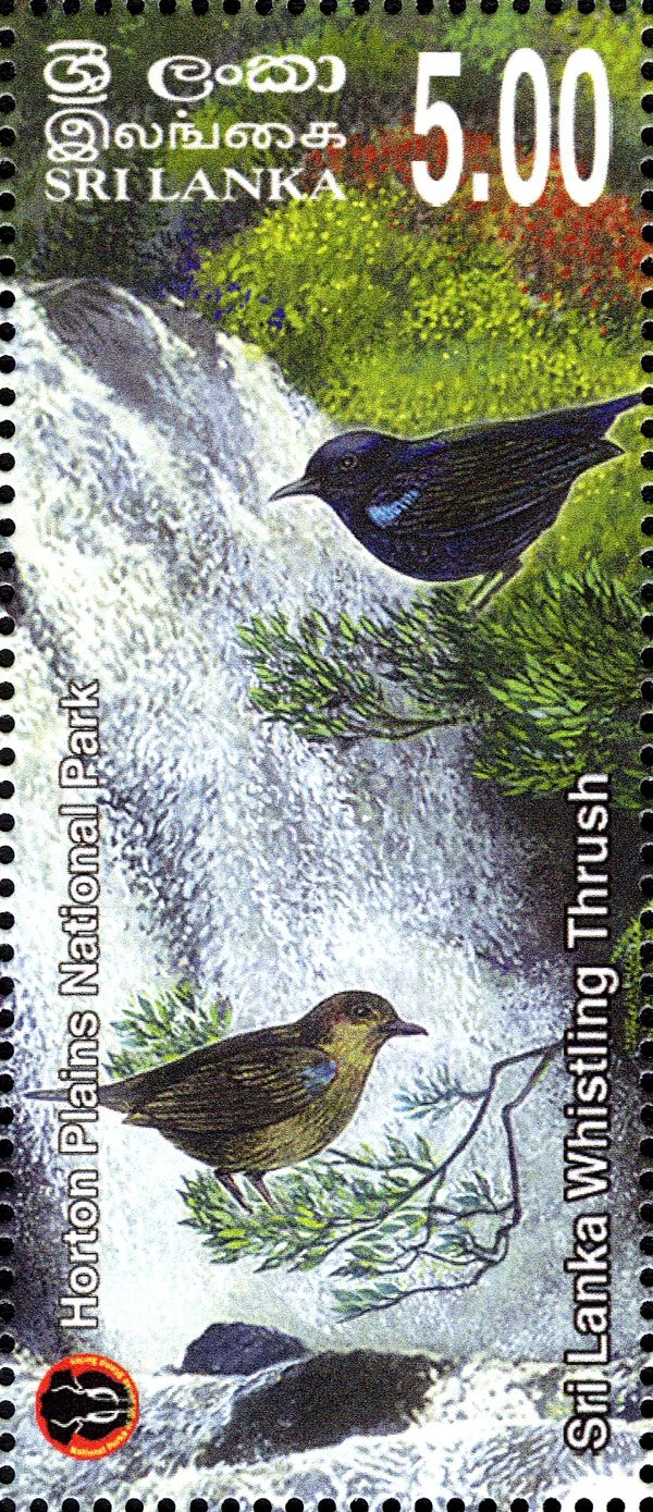 Sri Lanka Whistling-thrush (Myophonus blighi)