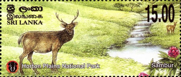Sambar (Rusa unicolor)