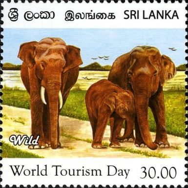 Asian Elephant (Elephas maximus)