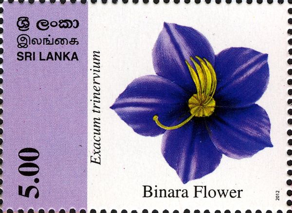 Binara Flower (Exacum trinervium)