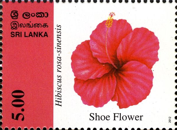 Shoe Flower (Hibiscus rosa-sinensis)