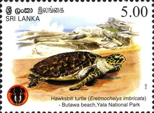 Hawksbill Turtle (Eretmochelys imbricata)