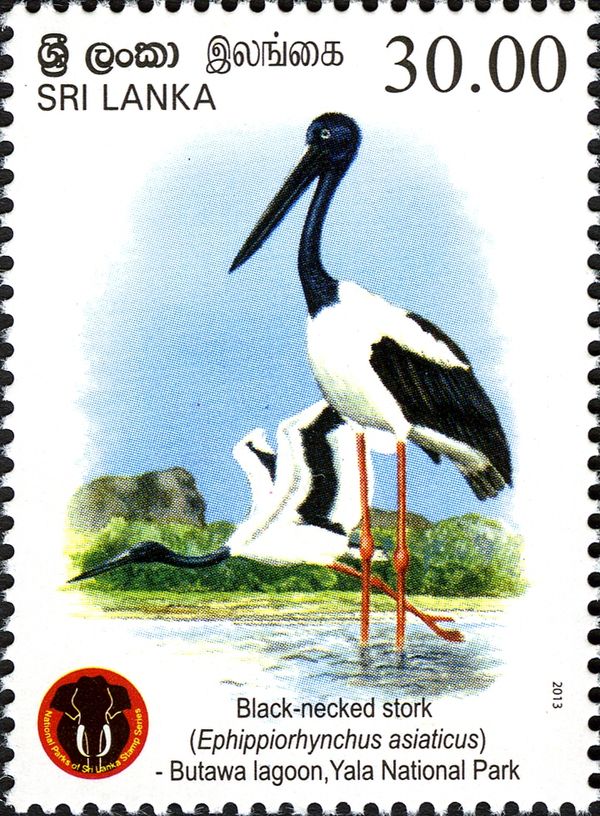 Black-necked Stork (Ephippiorhynchus asiaticus)
