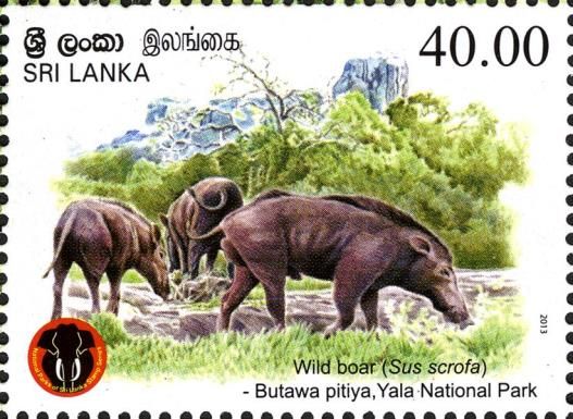 Wild Boar (Sus scrofa)