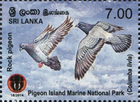 Rock Dove (Columba livia)