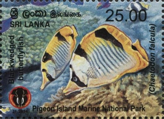 Blackwedged Butterflyfish (Chaetodon falcula)