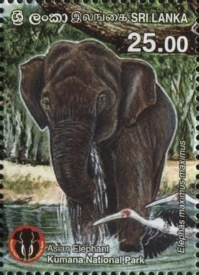 Asian Elephant (Elephas maximus)