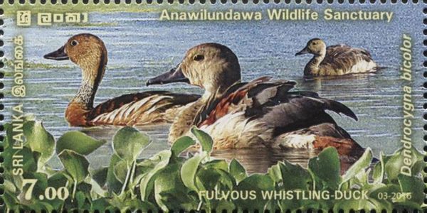 Fulvous Whistling-duck (Dendrocygna bicolor)