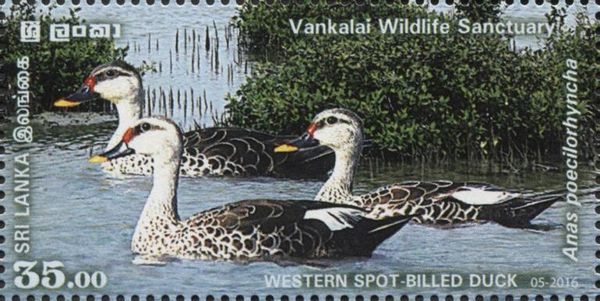 Western Spot-billed Duck (Anas poecilorhyncha)