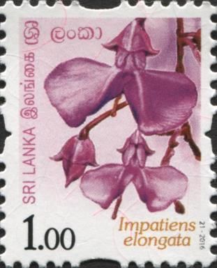 Impatiens elongata