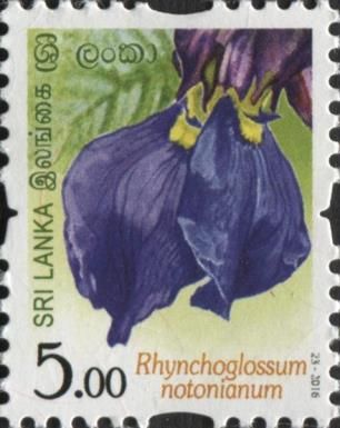 Rhynchoglossum notonianum