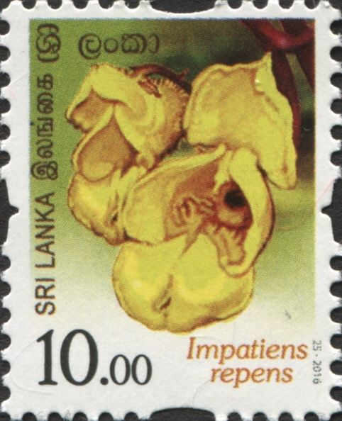 Impatiens repens