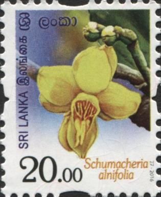 Schumacheria alnifolia