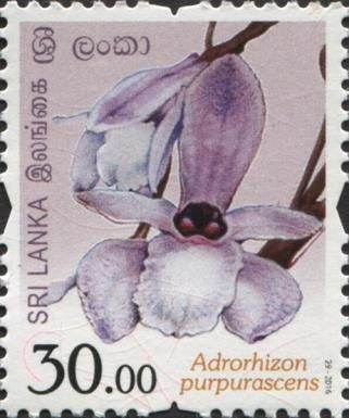 Adrorhizon purpurascens