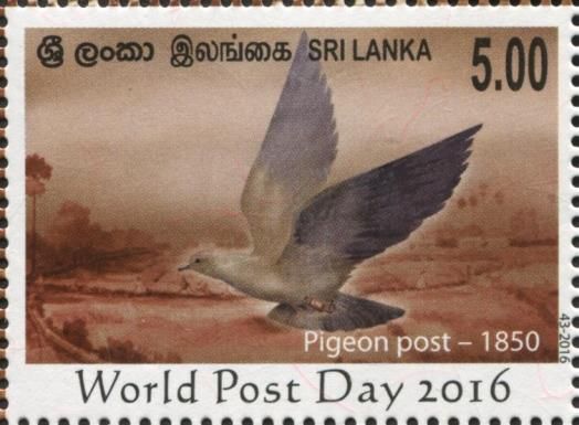 Pigeon Post