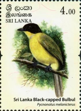 Sri Lanka Black-capped Bulbul (Pycnonotus melanicterus)