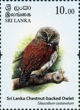 Chestnut-backed Owlet (Glaucidium castanotum)