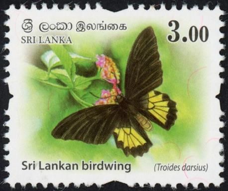 Sri Lankan Birdwing (Troides darsius)