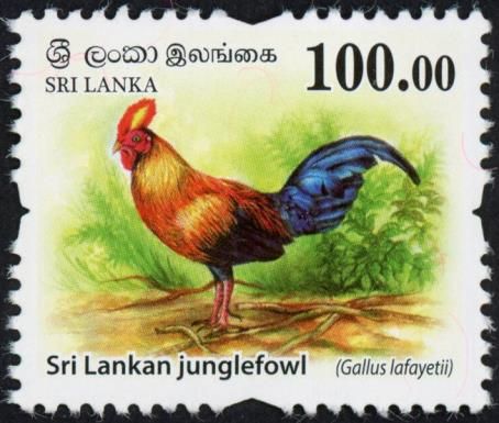 Sri Lankan junglefowl (Gallus lafayetii)