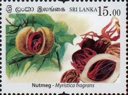 Nutmeg