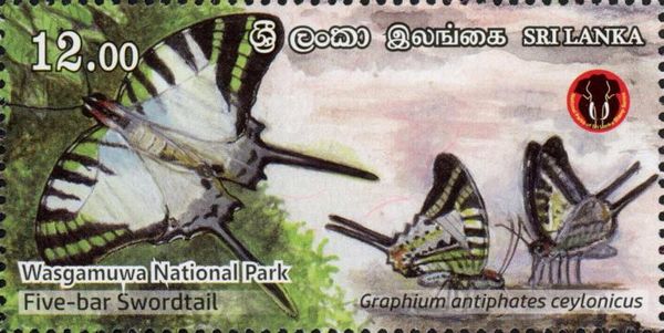 Five-Bar Swordtail (Graphium antiphates)