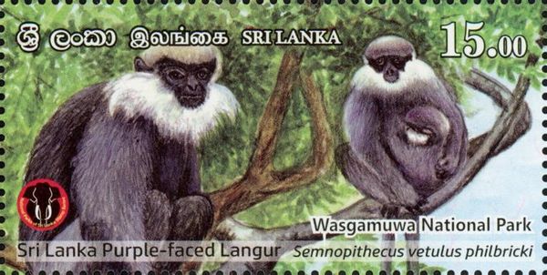Purple-Faced Langur (Semnopithecus vetulus philbricki)