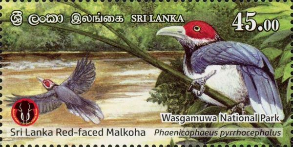 Red-Faced Malkoha (Phaenicophaeus pyrrhocephalus)