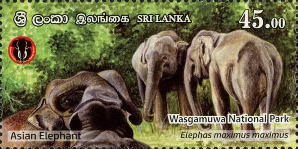 Asian Elephant (Elephas maximus)