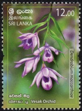 Vesak Orchid (Dendrobium maccarthiae)