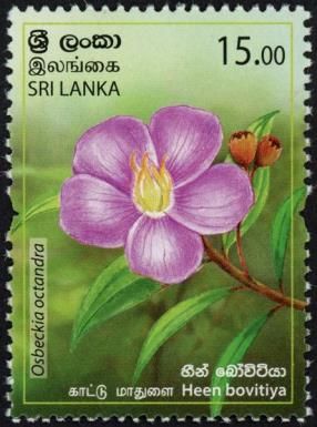 Heen Bovitiya (Osbeckia octandra)