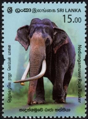 Nadungamuwa Raja, Tusker Elephant