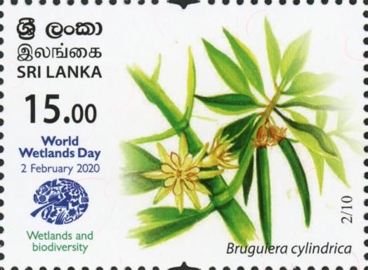 Bruguiera cylindrica