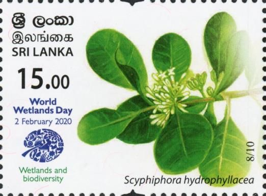Scyphiphora hydrophyllacea
