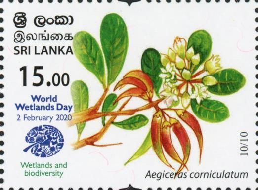 Aegiceras corniculatum