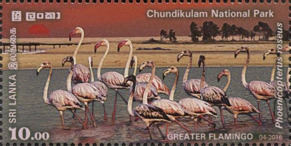 Greater Flamingo (Phoenicopterus roseus)