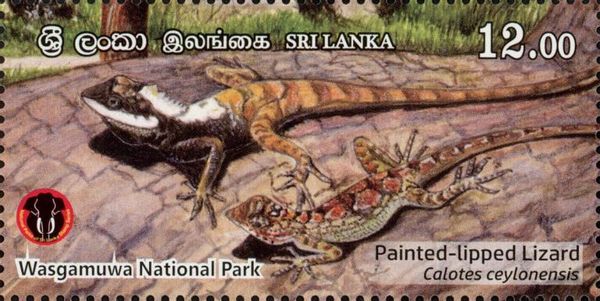 Painted Lipped Lizard (Calotes ceylonensis)