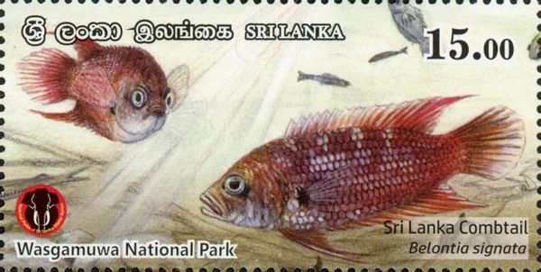 Sri Lanka Combtail (Belontia signata)