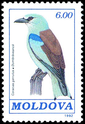 European Roller (Coracias garrulus)