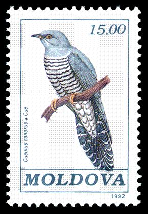 Common Cuckoo (Cuculus canorus)
