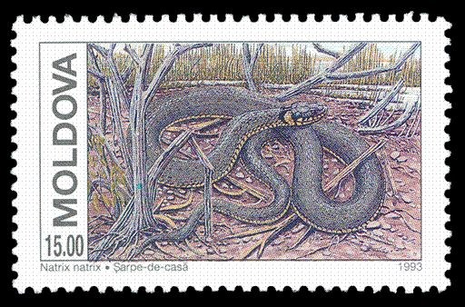 European Grass Snake (Natrix natrix)