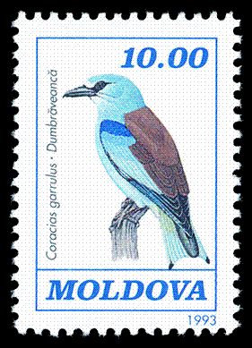 European Roller (Coracias garrulus)