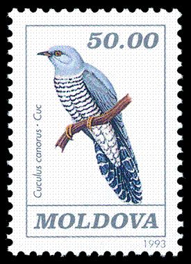 Common Cuckoo (Cuculus canorus)