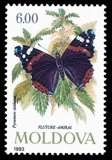 Red Admiral (Pyrameis atalanta)