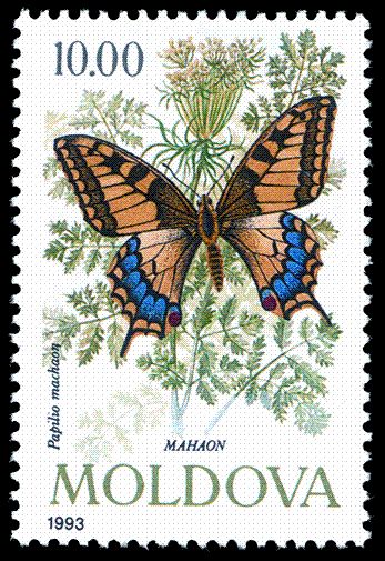 Swallowtail (Papilio machaon)
