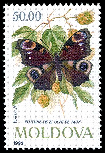 European Peacock (Vanessa io)