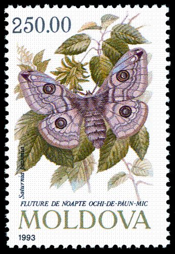 Small Emperor Moth (Saturnia pavonia)